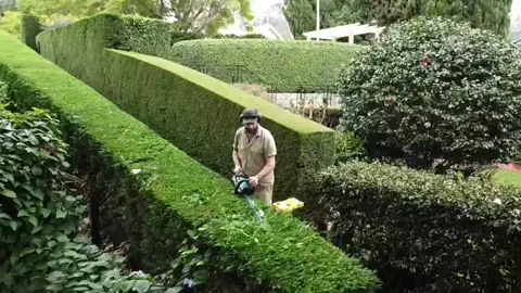 Love my job! 🍃🍃🍃 #hedging #hedgetok #sydneytiktok #foryoupage #tradie #batterypower #EcoFriendly #satisfyingvideo #gardentok #lovemyjob #mywork