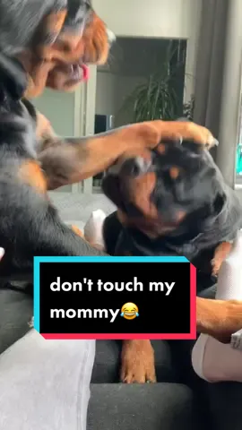 don't touch my mommy 😂 #gangrottie #rottweiler #protectiondogs #protector #cutedog #lol #funnydog #thenicrgirlx #foryou #fyp #crazydogs #doggy