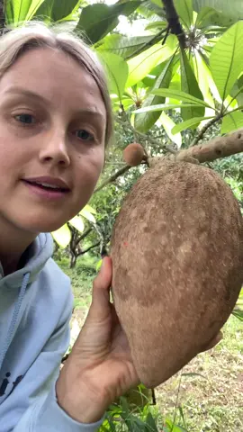 Every Mamey Sapote must be scratched before picked. 🌳 Orange = ready 🧡 Green = not ready 💚 #mameysapote #mamey #zapote #sapote