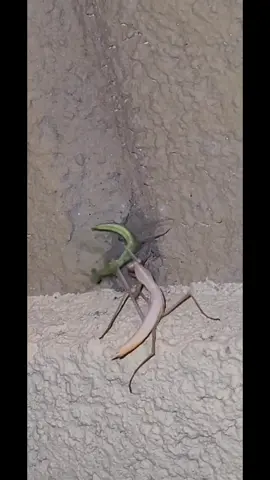 Two praying mantis fighting! neither seemed harmed in any way^-^ #prayingmantis #lionking #scarandmufasa #betrayal #didntseethatonecoming #fight