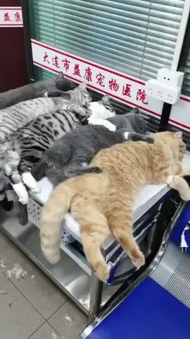 #omg #funny #cat before neuter