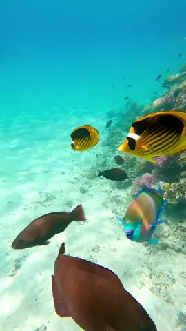 Under the sea - Beautiful fish found in the Makadi Bay, Hughada, Egypt #snorkeling #underthesea #vacation #hurghada # #friendsofthemakadispa