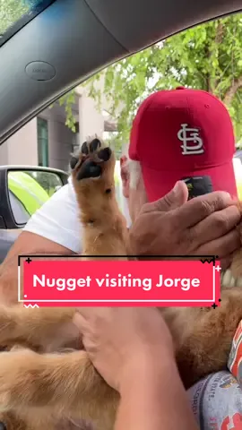 Me and Nugget came to visit my dad at work…#ouch #goldenretriever #jorgetiktok