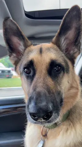 The focus 🤤 #puppycino #starbucksdrinks #starbucksdog @starbucks #gsd #germanshepherdowner #germanshepherd #doggosdoingthings