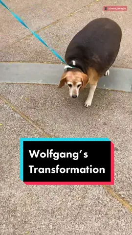 Now look at him go! #rescue #weightloss #weightlossprogress (IG: obese_beagle)