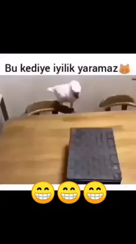 #kediler #ve #papağan #komikvideolar016 #kesfet #kesfetedus #fyp #fypシ #parati #foryou #foryoupage #eğlenceli_videolar