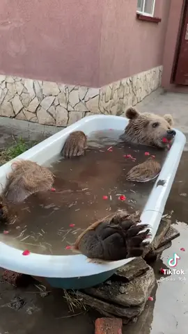Nothing to see here folks. Just a bear taking a flower bath. 😏 #cute #foryou #bear #bath