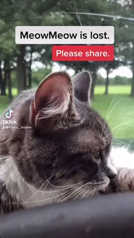#lost #cat #animals