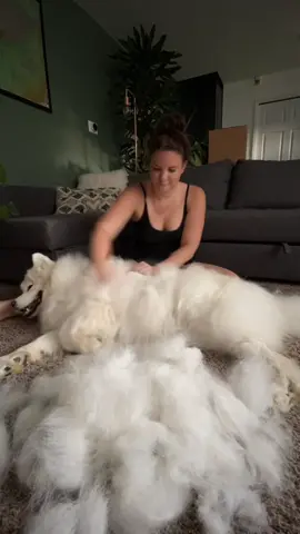 Daily brush out! This took about 35 minutes total for both sides. #samoyed #dogsoftiktok #doggrooming