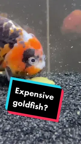 Reply to @m1kvsaa some goldfish get well over $500 #fish #ranchu #aquarium