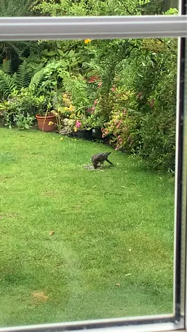#Sparrowhawk
