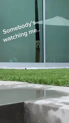 Just trying to relax in the hot tub but…. 👀 #somebodyswatchingme #lol #goldenretriever #lifewithdogs