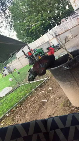 #chickensoftiktok #roosterentertainment #redneck #farmlife