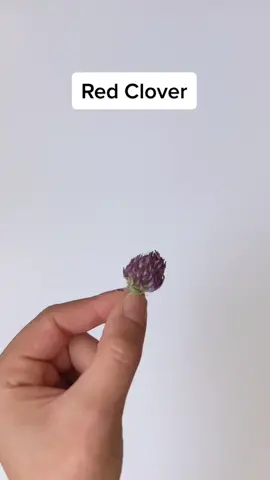 This is Red Clover #foodoverdrugs #cancer #asthma #copd #health