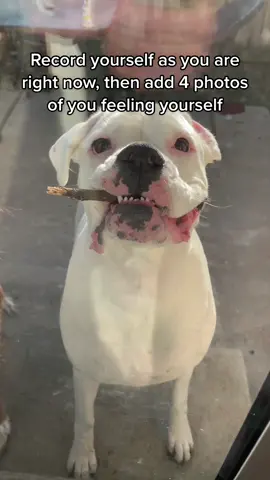 Layla’s always feeling herself 😂 #4photoschallenge #funnydogs #boxer #whiteboxer #doggo #laylatheboxer