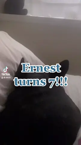 Happy birthday to my best friend! #birthdayboy #bestfriend #fyp #frenchbulldog