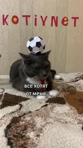 Как вам такая кото-команда? 😺 #пэт_футболист #твойeuro2020 #домашний_питомец
