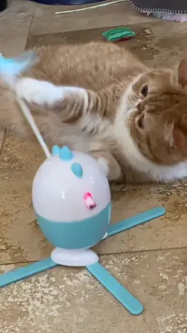 Got a new interactive toy! #interactivecattoy #cattoysofamazon #catsoftiktok2021