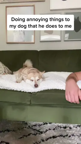He really jumped 🥺 Link to full video in the bio if you’d like to see Copper’s full reaction! 😇