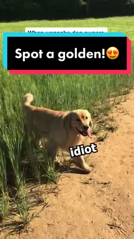 No more excuses, go get yourself a pup!😁🥰 #goldenretriever #goldens #jurassicpark #fypage