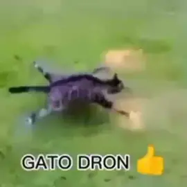 #gato#dron#😎#👊