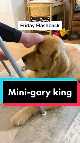 Tryin to impress da king!😬😁 #fridayflashback #funnydog #cutepup #fypage #newyorkcity