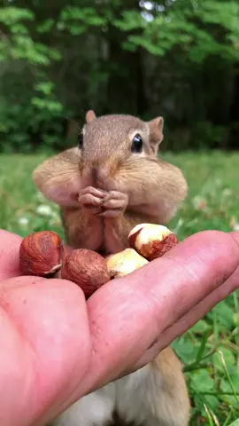 Say Hi to another one of my chipmunks Betty, such a good girl, Fill The Cheeks Please #fyp #animal #nature #wholesome #betty #chipmunk