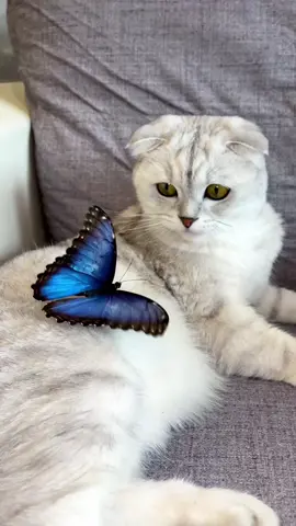Reply to @lena_like_10  🦋 #cat #butterfly