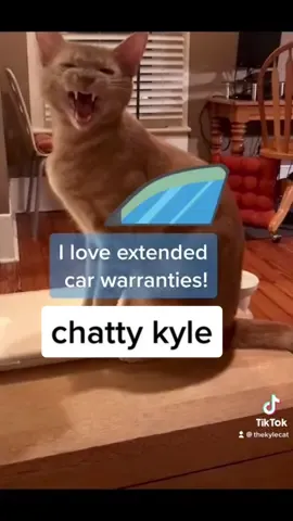 If you don't have a chatty cat, you're definitely missing out!  ♥️       #catsoftiktok #cutecat #catlover #cat