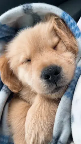 Flash back to wen my hoomans brought me home and my first car ride. So much floof. 🐾 #fyp #foryoupage #goldenretriever #dogsofttiktok #puppy