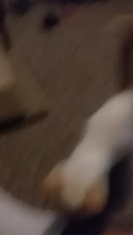 @tarastrong please share this video? Because you are going to love this little kitty cat.