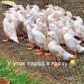 Наши утки так реагируют на грозу 😂#хочуврекомендации #хочувтоп #рекоминдации