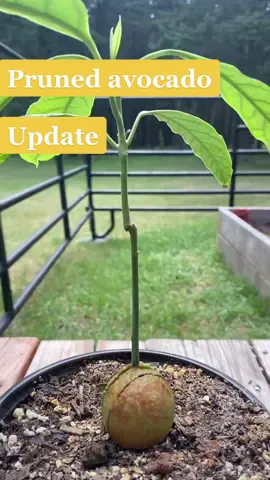 #stitch with @mtplanters pruned avocado update! Cutting that did nothing for this one 🤪 #avocado #PlantTok #planttiktok