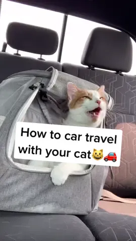 Safety is key! You guys can do it #cattravel #cattips #howto #catcar #catroadtrip #foryoupage