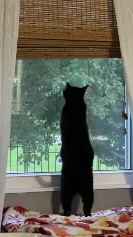 #catsoftiktok #blackcat #catfyp #fyp #scratchingatwindow