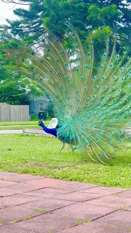 #peacockdance #loop #paripapa @sherzodergashev_ #🦚 #peacocksoftiktok #peacock #dancing #danceloop #peacockdisplay #павлин #pavoreales #birdsoftiktok