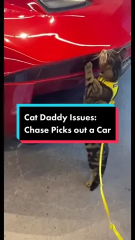 Chase has expensive taste #fyp #foryou #foryoupage #catsoftiktok #trending #duets #viral
