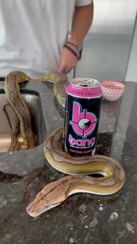 Giving my baby reticulated python a bath!😳🐍 @bangenergy @bangenergy.ceo #bangenergy