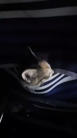 she a sleepy gorl #cat #kitten