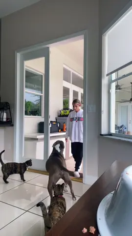 letting out the furry babies for some sun ☀️ #cats #dogs #animals #cute #PetsOfTikTok #dogsofttiktok #catsoftiktok