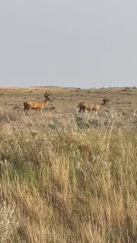 Scenes from the badlands 🦌 #hellcreek #nature #northdakota