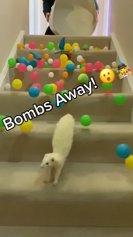 Her face in the middle. 🤣🤹‍♂️ Hope this puts some bounce in your day! #ferrettok #ferretvideos #ferretlife #ferretsforever #ferretlove #ferretpeople