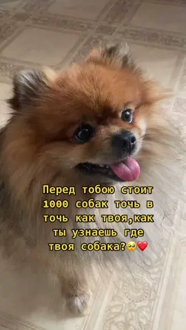 Я по его пению🤪❤️#lucasi4chek