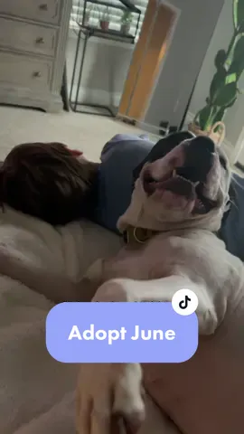 #houston #dogsofttiktok