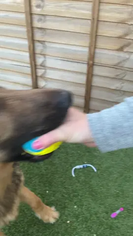 #popit #germanshepherd #fyp #foryoupage