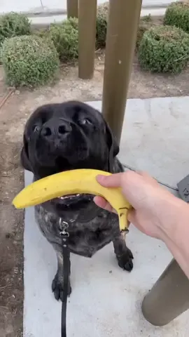 Pig’s daily banana @7eleven lol #englishmastiff #brindlemastiff