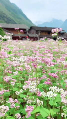 Hoa tam giác mạch #hagiang #meovac #langpavi #hoatamgiacmach #travel #dulich