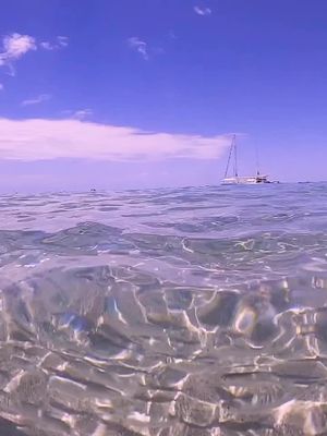 Shark 🦈❤ #tiktok #australia #shark #travel