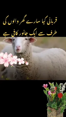 #foryou #foryoupage #fypシ #hajj2021 #qurbani #hazrat_ismail_as #hazrat_ibrahimas