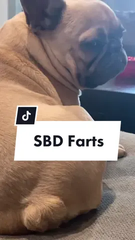Worse than death…#frenchiesoftiktok #whatthehellareyou #xgamesmode #dogfart #silentbutvoilent #death